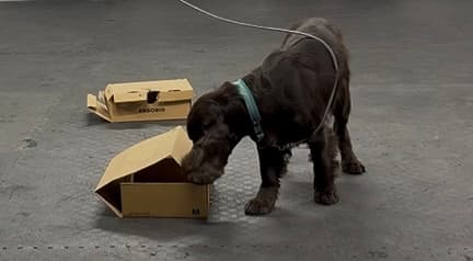 Nosework videregående kurs