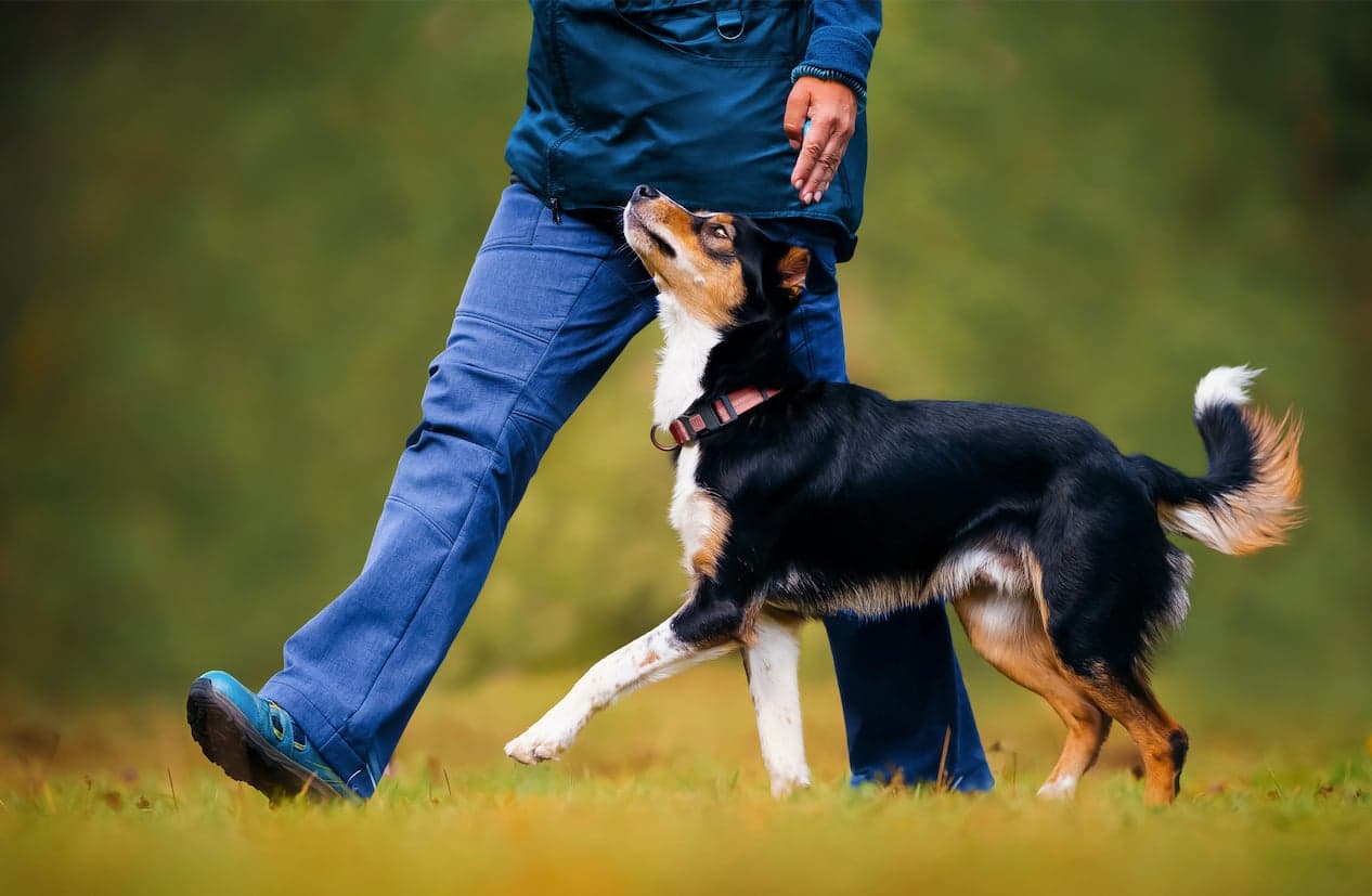 Finn din hundesport!