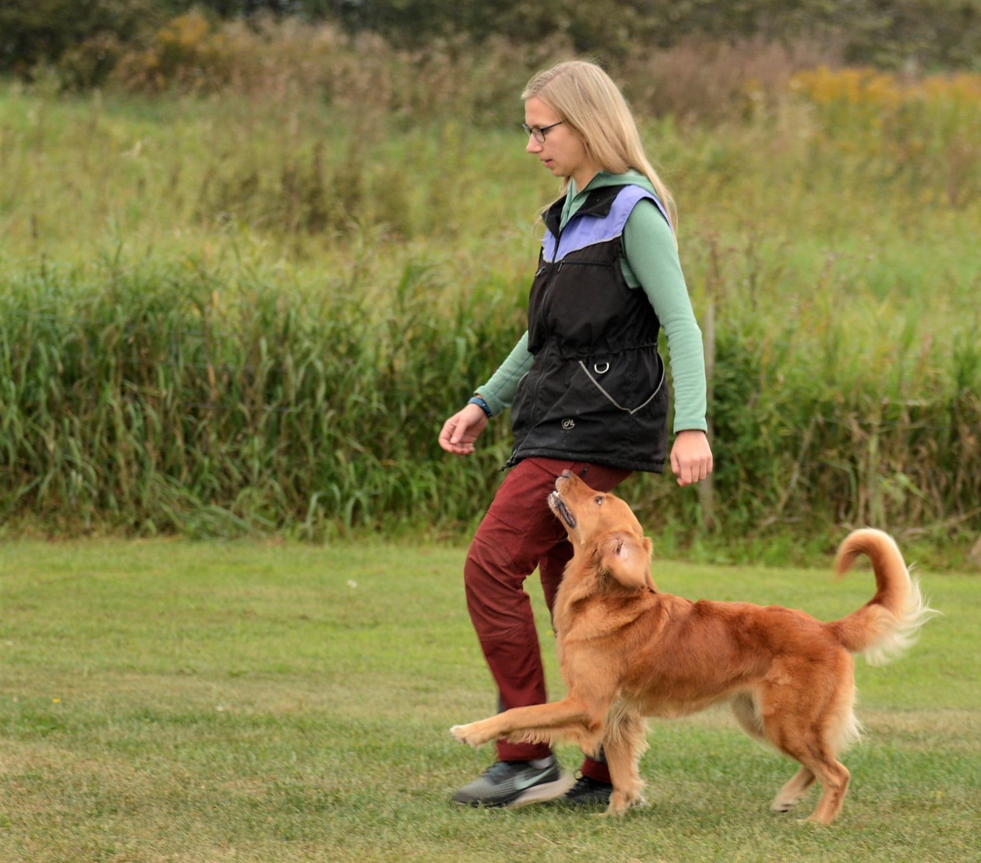 Hundetrening, konkurranselydighet, grunnferdigheter, rallylydighet