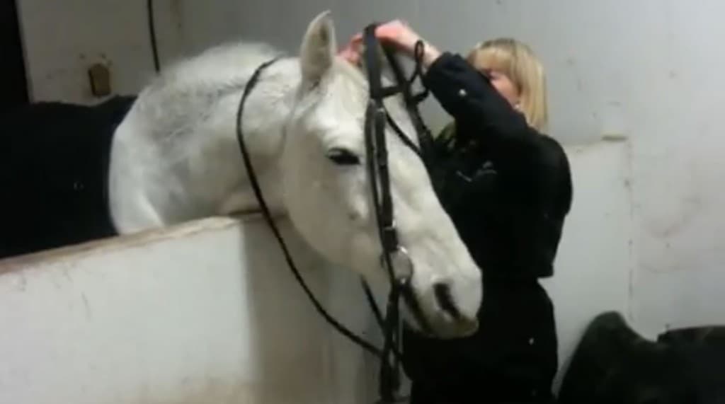 Apporteringstrening for hester