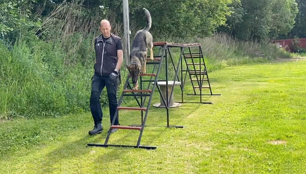 Baklengskjeding av Stigen – med startknappatferd