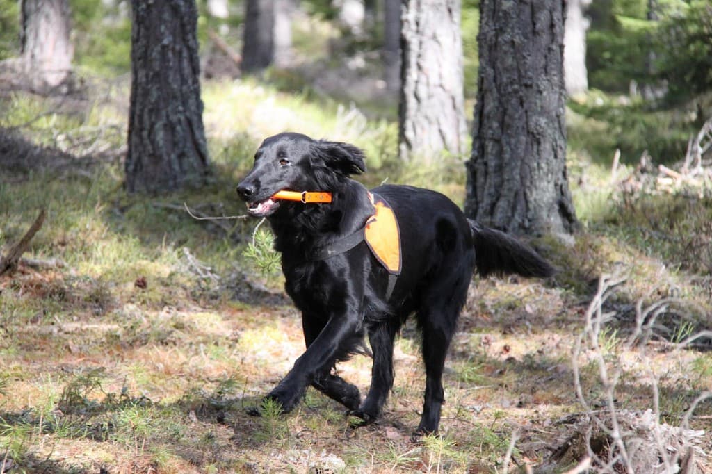 Canis Clickercamp – Dag 4