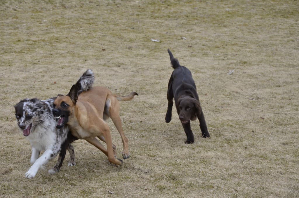 Den viktige valpeleken – kunsten å få en sosial hund