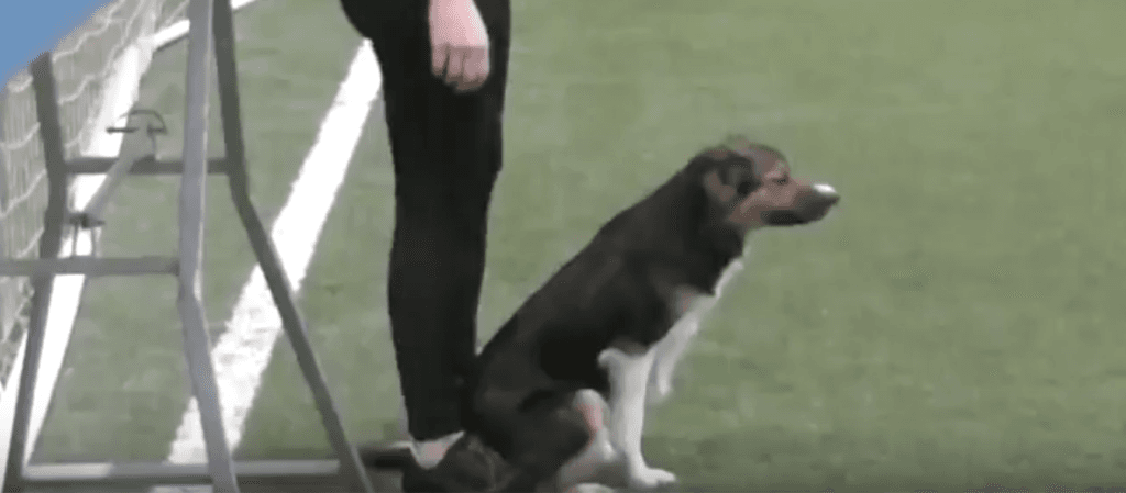 Justering av startposisjon til agility gir meg også fordeler i treningen av fri ved fot!