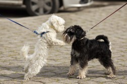 Møte med andre hunder – i bånd