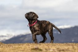 Valpe/ unghundkurs – August