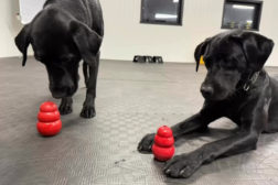 Helgekurs i markering med SBK instruktør Carin Josefsson