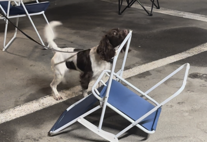 INTROKURS I SPESIALSØK (NSO) – MORFJORDEN