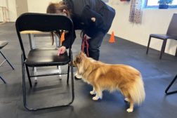 Nosework-Føreradferd