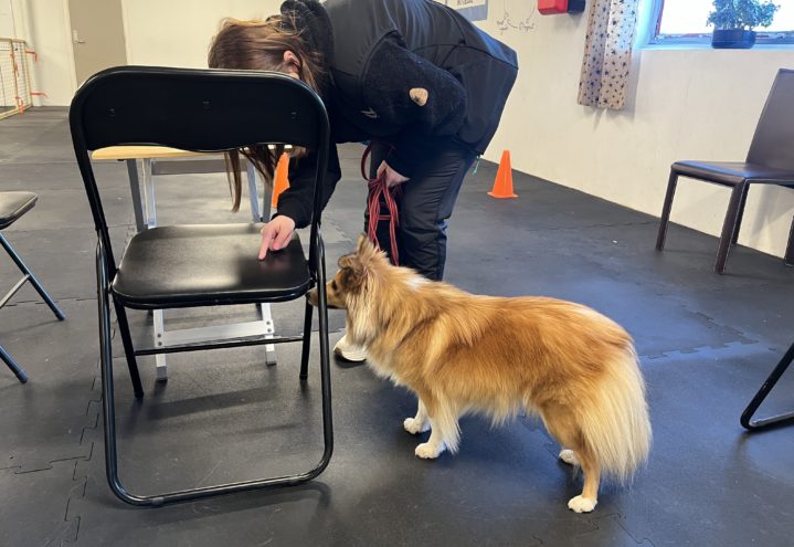 Nosework-Føreradferd